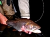 big-cuthroat-trout-on-mouse-w