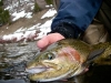 big-provo-river-rainbow-trout-close-up