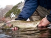big-provo-river-rainbow-trout-release