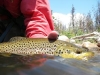brown-trout-half-in-water-yellowstone-river-in-utah