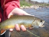 eastern-utah-fly-fishing-for-brook-trout