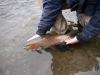 nice-provo-river-rainbow-trout-spencer