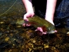 provo-river-rainbow-trout-june-2010