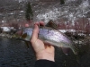 provo-river-rainbow-trout