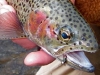 rainbow-trout-with-fly-in-mouth