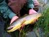 spencer-brown-trout