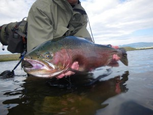 Enormous rainbow trout