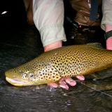 huge brown trout from a small stream